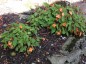 Begonia sutherlandii - small image 3