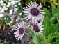 Berkheya purpurea - small image 3