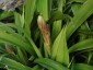 Beschorneria septentrionalis - small image 3