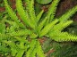 Blechnum spicant AGM - small image 3