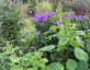 Boehmeria sieboldiana - small image 3