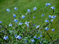 Borago pygmaea - small image 3