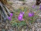 Brodiaea californica - small image 3