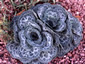 Bukiniczia cabulica - small image 3