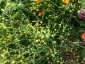 Bupleurum falcatum - small image 3
