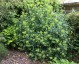 Bupleurum fruticosum - small image 3
