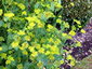Bupleurum griffithii - small image 3