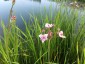 Butomus umbellatus - small image 3
