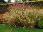 Calamagrostis brachytricha - small image 3