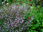 Calamintha nepeta 'Blue Cloud' - small image 3