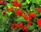 Calceolaria 'Camden Hero' - small image 3