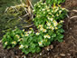 Caltha palustris 'Alba' - small image 3