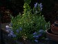 Campanula incurva - small image 3
