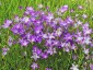 Campanula patula - small image 3