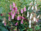 Campanula punctata 'Rubriflora' - small image 3