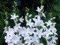 Campanula pyramidalis 'Alba' - small image 3