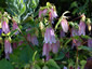 Campanula takesimana - small image 3