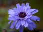 Catananche caerulea - small image 3