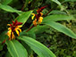 Cautleya spicata from Harry Hay - small image 3