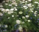 Cenolophium denudatum - small image 3