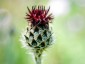 Centaurea atropurpurea - small image 3