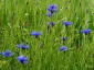 Centaurea cyanus - small image 3