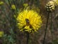 Centaurea orientalis - small image 3