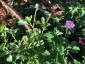 Centratherum intermedium - small image 3