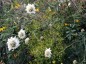 Cephalaria dipsacoides - small image 3