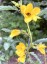 Chamaecrista fasciculata - small image 3