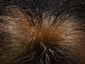 Chionochloa rubra - small image 3