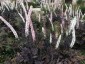 Cimicifuga racemosa dark leaved - small image 3