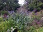 Cirsium canum - small image 3