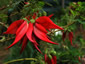 Clianthus puniceus - small image 3