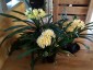 Clivia miniata 'Aurea' - small image 3