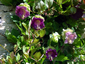 Cobaea scandens - small image 3