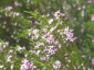 Coleonema pulchellum - small image 3