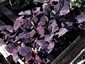 Coleus 'Palisandra' - small image 3