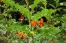 Colutea media ex 'Copper Beauty' - small image 3
