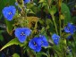 Commelina coelestis - small image 3