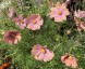Cosmos bipinnatus 'Apricotta' - small image 3