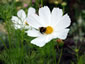 Cosmos bipinnatus 'Purity' - small image 3