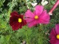 Cosmos bipinnatus 'Rubenza' - small image 3