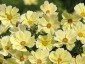 Cosmos bipinnatus 'Xanthos' - small image 3