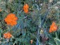 Cosmos sulphureus 'Diablo' - small image 3