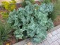 Crambe maritima - small image 3