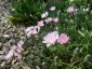 Crepis incana - small image 3