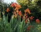 Crocosmia paniculata ex 'Cally Sword' - small image 3