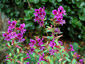 Cuphea viscossisima - small image 3