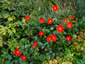 Dahlia coccinea - small image 3